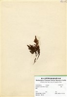 藏品(蒿蕨)的圖片